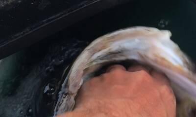 Lake Tohopekaliga Report Video 0