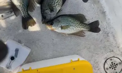 Clewiston Report Video 1