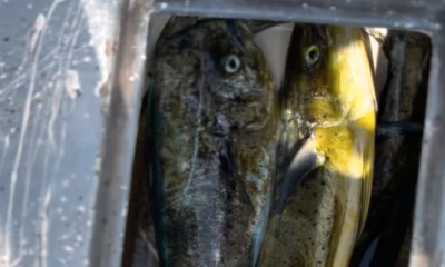 Colima Report Video 4