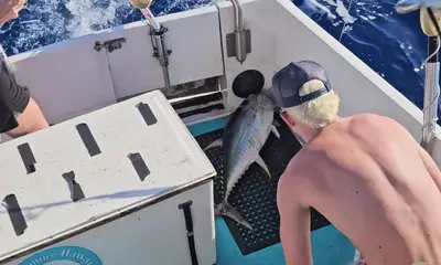 Haleiwa Report Video 0