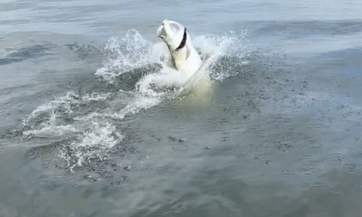 Tarpon!!!