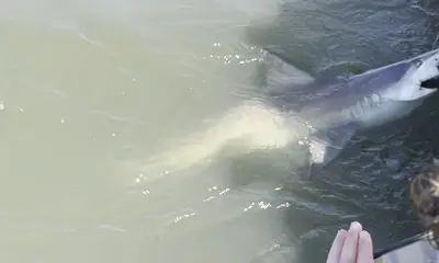 Huge Shark!!!!