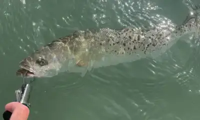 Sarasota Report Video 2
