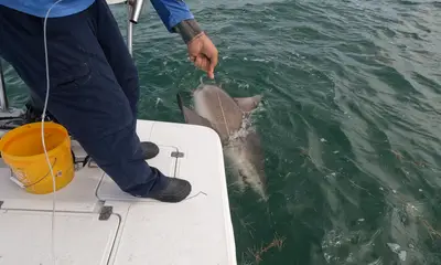 Stock Island Report Video 0