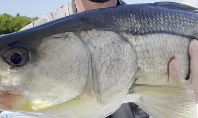 Boca Grande Report Video 1