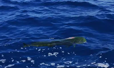 Sayulita Report Video 2