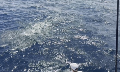 Summertime Sailfish 