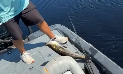 LaBelle Report Video 0