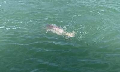 Bradenton Beach Report Video 1