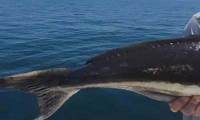 Virginia Beach Report Video 0