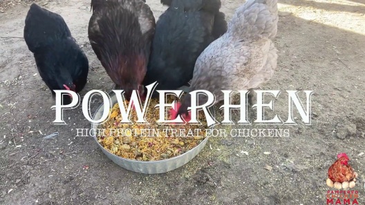 Play Video: Learn More About Pampered Chicken Mama From Our Team of Experts