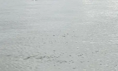 Rollover Pass Report Video 2