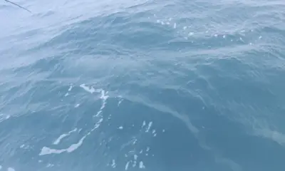 great trip great fighting tarpon 