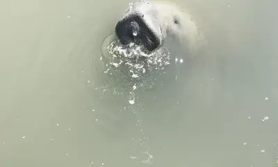 Marco Island Report Video 0