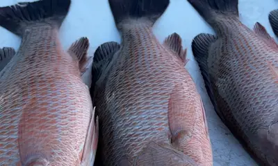 Great day because of the Capt.