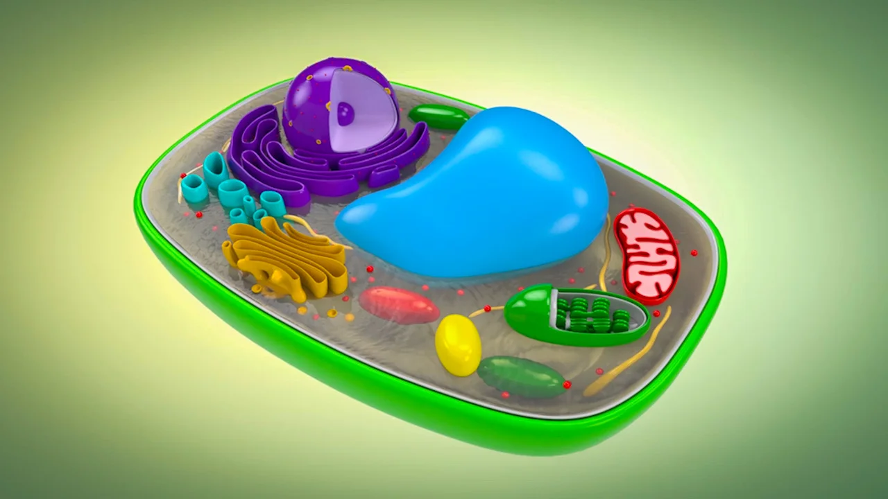 animal cell for kids project