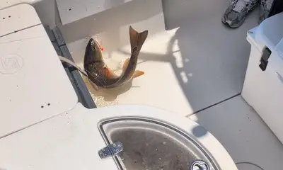 Red Drum Mania 