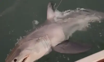 Bass, Bonito, Barracuda 3B's