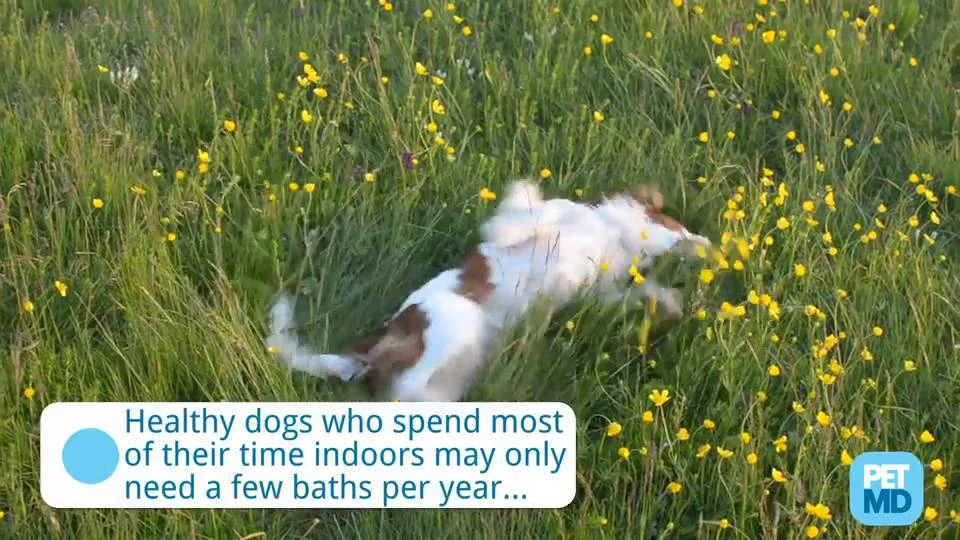 do dogs need to be bathed