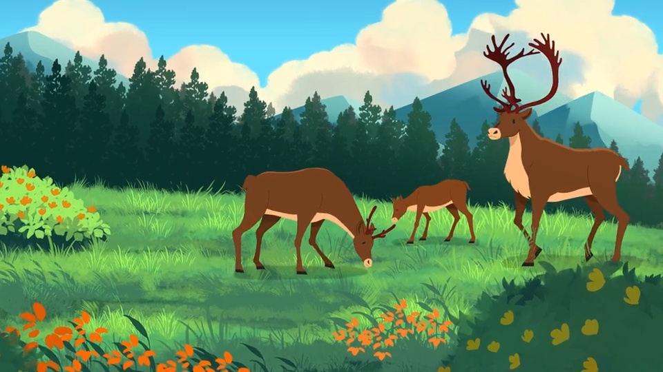 Silvacom (Woodland Caribou) explainer video example