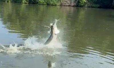 Fantastic Tarpon Trip 