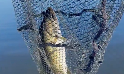 Interlachen Report Video 0