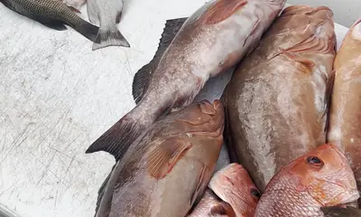 Santa Rosa Beach Report Video 0