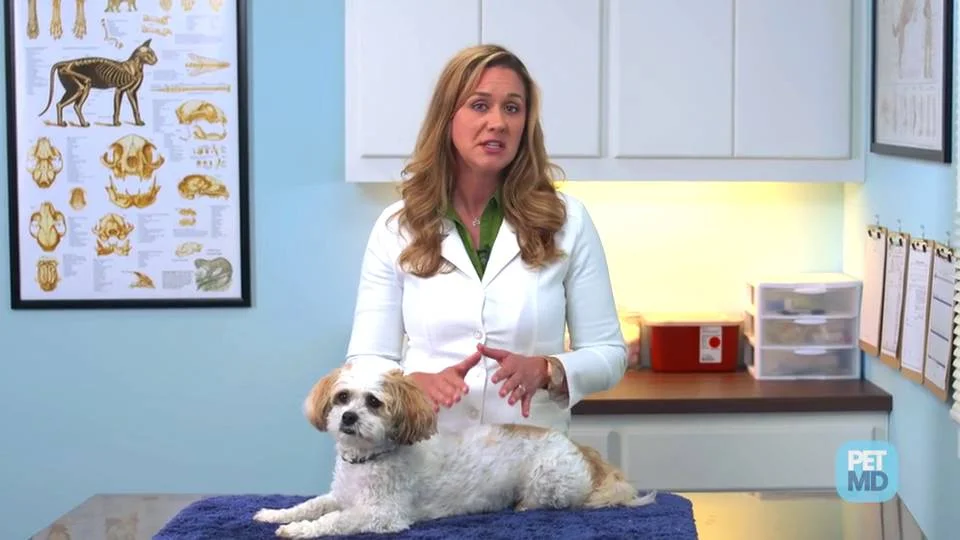 what does a dogs lymph node feel like