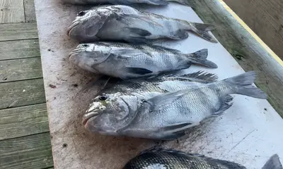 Awesome trip - incredible fishing