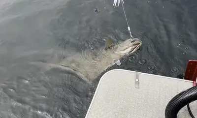Greatfor Halibut