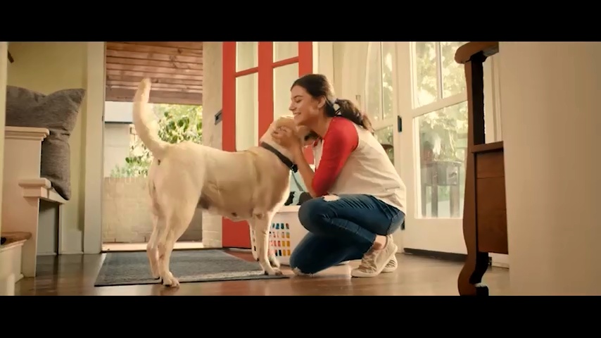 synequin for dogs