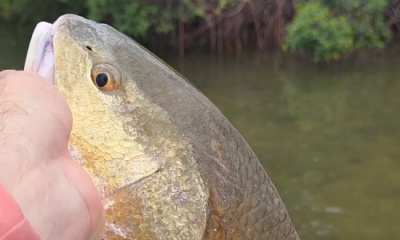 Homosassa Verslag Video 0