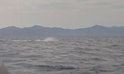 Blue Marlin Caught!