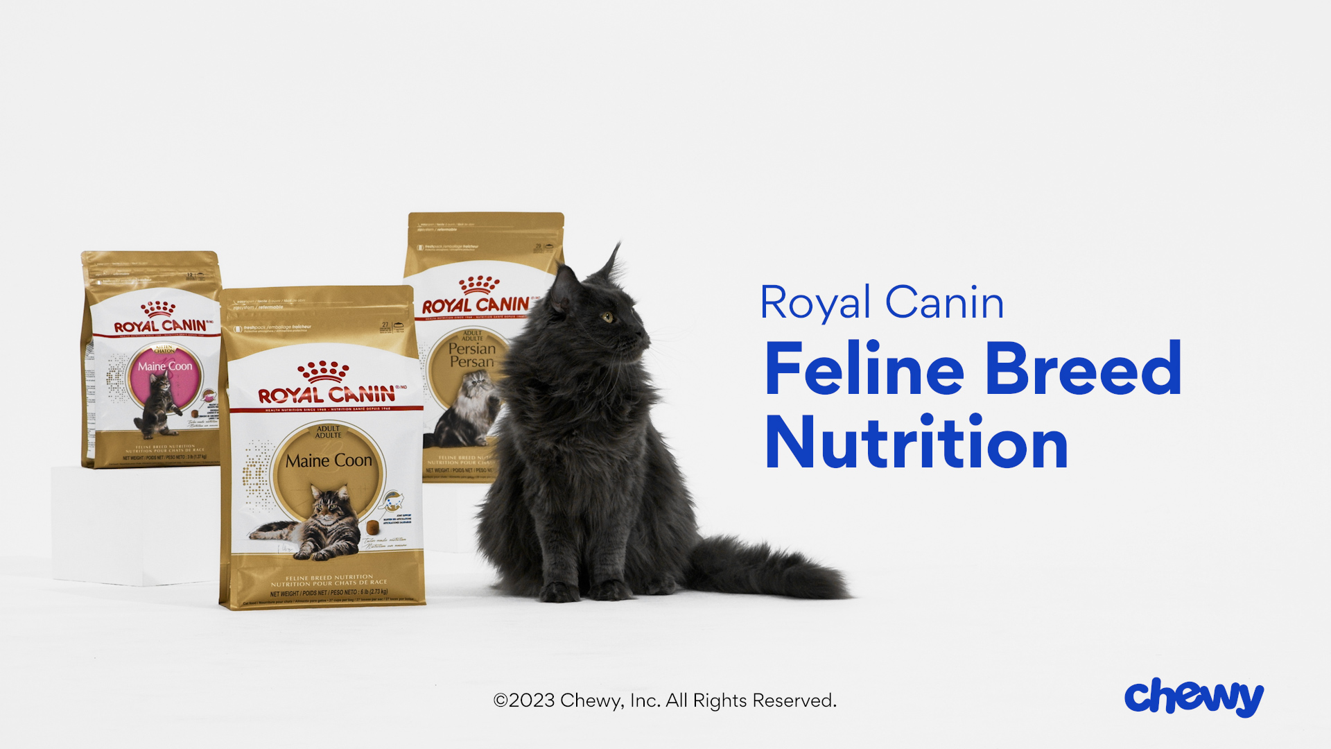 Chewy royal canin dry cat clearance food