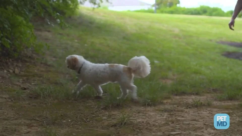 why do dogs poop on the couch