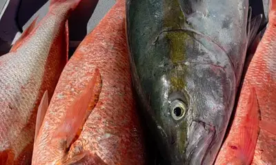 Bahía de los Ángeles Report Video 1