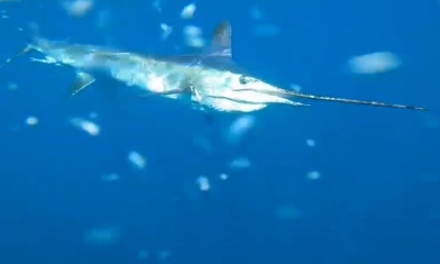 Early Morning Striped Marlin Release (Ju