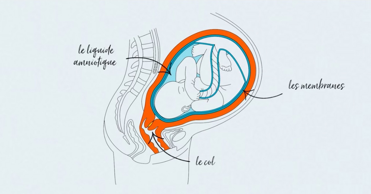 Opaleo Naissance Le bouchon muqueux NOUVEAUTÉ