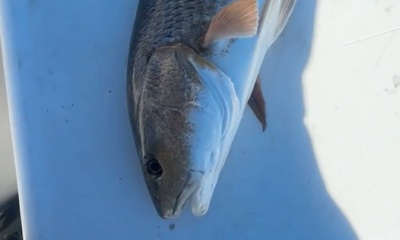 Clewiston Report Video 2
