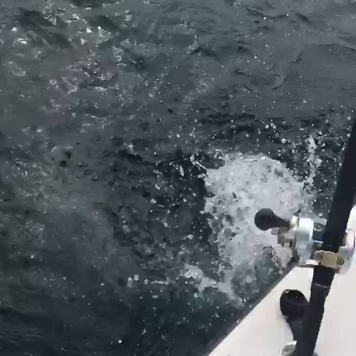 All Caught Up Fishing Charters (Pensacola) Updated 2020