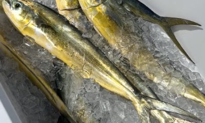 Miami Report Video 0