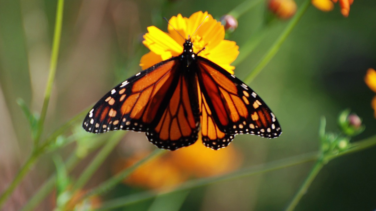 BUTTERFLY GARDEN MIX attract BUTTERFLIES wild flower garden plant seed 250 seeds