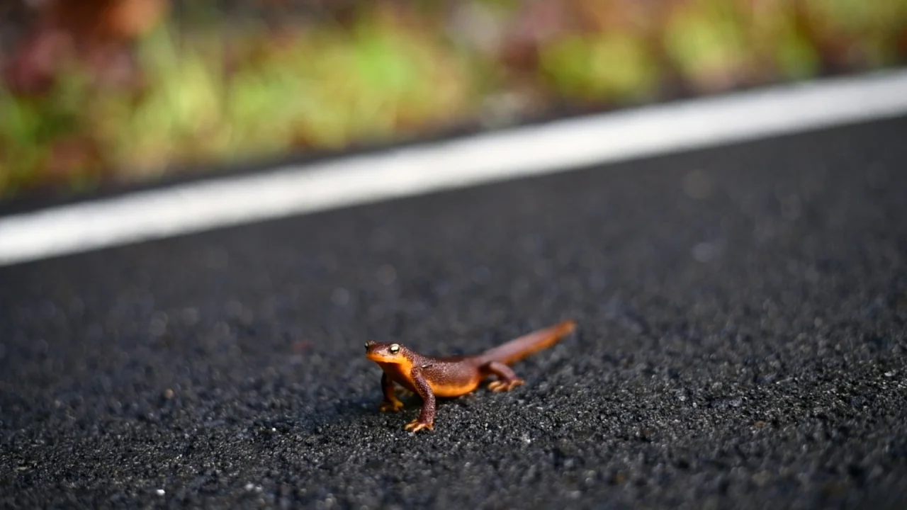 Newts of Alma Bridge Road - 1