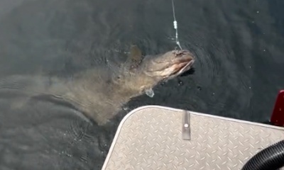 Greatfor Halibut