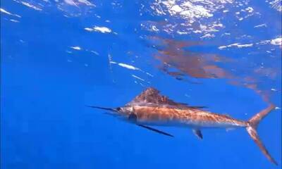 cancun sailfish season