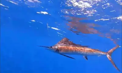 Cancún Report Video 0