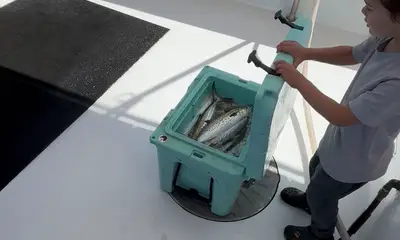 Spanish Mackeral time. Great Family Trip
