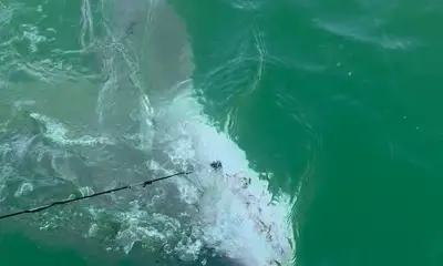 Best Shark Guides At The Beach