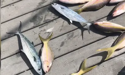 Key West Report Video 0