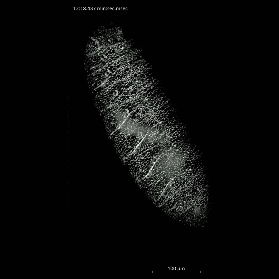 ZEISS Lattice Lightsheet 7 - Drosophila Embryo